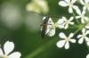 328471 – Photo : Numayta – France (68)